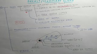 Mammary gland  3 Chart  TCML [upl. by Enajharas]