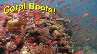 Coral Reef Biology  JONATHAN BIRDS BLUE WORLD [upl. by Einnij954]