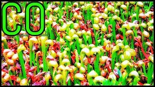 Darlingtonia Californica Cobra Lily Care Guide carnivorous plant  Episode 5 [upl. by Eahc]