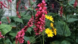 Shade loving plant  Firetail Persicaria amplexicaulis [upl. by Acirderf505]