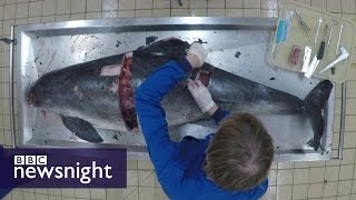 Autopsy of a Porpoise What killed it  BBC Newsnight [upl. by Marchall]