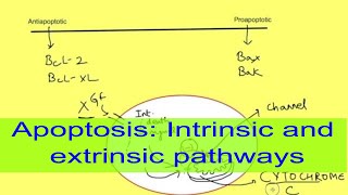Apoptosis [upl. by Niels]