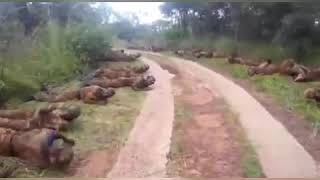 Zimbabwe National Army Training [upl. by Magan]