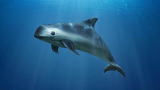 The Most Endangered Porpoise in the World [upl. by Ahsoj]