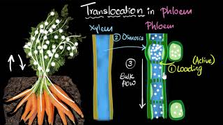 Phloem amp translocation  Life processes  Biology  Khan Academy [upl. by English]