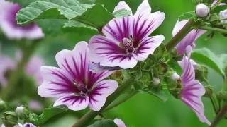 Common Mallow  Zebrina Cultivar Malva sylvestris [upl. by Namilus]