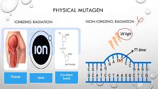 Types of MutagensPhycial Chemical Base analog5bromo uracil amp Biological [upl. by Enaillil]