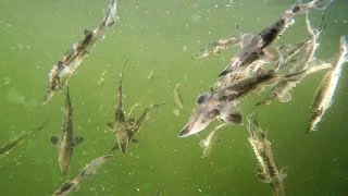 Lake Sturgeon Restoration Effort [upl. by Arraeis744]