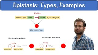 What is Epistasis Dominant vs Recessive Examples [upl. by Eetnahc]