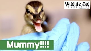 Lost Duckling Finds Its Mum [upl. by Yrok]