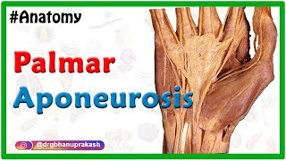 Palmar aponeurosis Animation  Attachments Functions Clinical relevance USMLE NEETPG INICET [upl. by Elissa]