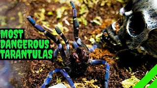 Top 10 Most DANGEROUS Tarantulas [upl. by Bej]