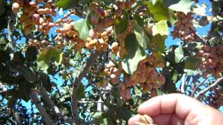 Pistachio Trees Load For Harvest [upl. by Ydurt852]