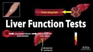 Liver Function Tests LFTs Animation [upl. by Eolhc]