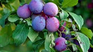 How To Grow Care and Harvesting Plum Trees in Backyard  growing fruits [upl. by Atronna968]