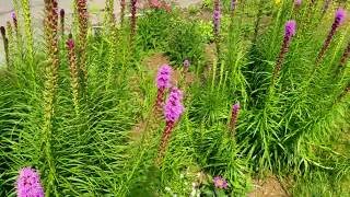 Liatris blooming in the front garden [upl. by Irrehs]