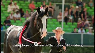 Shire Horses – Die mächtigen Gefährten [upl. by Asilegna]