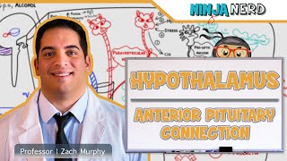 Endocrinology  Hypothalamus Anterior Pituitary Connection [upl. by Asiret400]