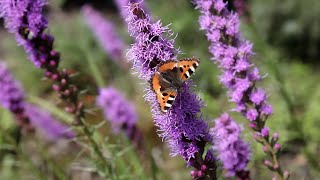 Liatris spicata Gayfeather  FarmerGracycouk [upl. by Bob]