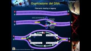 Citologia  Lezione 17 Duplicazione del DNA [upl. by Koeninger]