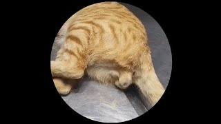 Tom cat neutering Castration in male cat [upl. by Redep]