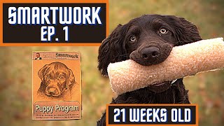 Boykin Spaniel Duck Dog Training With SMARTWORK PUPPY PROGRAM  Ep 1 [upl. by Weinstock]