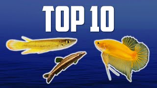 10 Top Dwelling Fish for Your Aquarium [upl. by Harlan210]