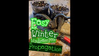 The EASIEST way to propagate Limelight Hydrangeas [upl. by Terrell]