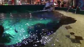 Ripleys Aquarium Stingray Experience [upl. by Lyndy]