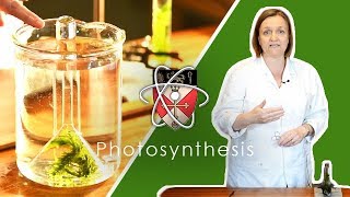 Rates Of Photosynthesis  GCSE Science Required Practical [upl. by Tobin]