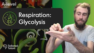 Respiration Glycolysis  A Level Biology Revision [upl. by Nabal]