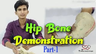 Hip bone anatomy in bangla  Parts features attachmentsrelations part1 [upl. by Bonnell709]