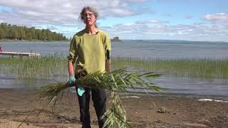 How to Control Invasive Phragmites  The Manitoulin Phragmites Project [upl. by Primavera183]