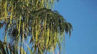 Vegetable Hummingbird Sesbania Grandiflora [upl. by Conni]