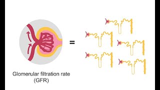 Estimating glomerular filtration rate GFR [upl. by Arlette]