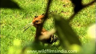 Hoopoe  The national bird of Israel [upl. by Freytag183]