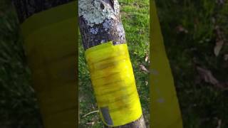 How to keep Ants off Fruit Trees [upl. by Reivaz]