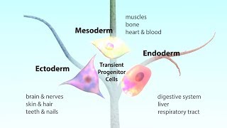 What is a pluripotent stem cell [upl. by Ierbua563]