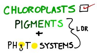 Chloroplasts Pigments And Photosystems in Photosynthesis [upl. by Aivatahs223]