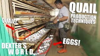 MASSIVE QUAIL EGG PRODUCTION TECHNIQUES REVEALED [upl. by Eillit377]