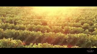 Alira  Romanian Vineyard [upl. by Januisz]