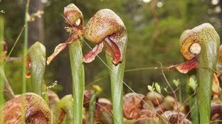 Cobra Lily  California Pitcher Plant Darlingtonia californica [upl. by Ashraf839]