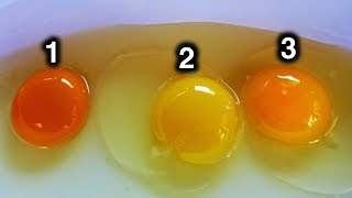 Which Egg Do You Think Came From Healthy Chicken [upl. by Hasseman]