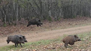 Battues aux gros gibiers  chiens courants  BreizhHunt [upl. by Idoc]