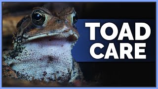 Complete American Toad Care Guide [upl. by Siver]