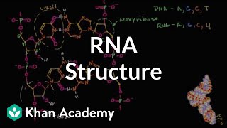 Molecular structure of RNA  Macromolecules  Biology  Khan Academy [upl. by Watters]