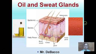 Oil and Sweat Glands [upl. by Nahaj382]