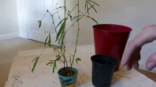 Repotting A Sensitive Plant Mimosa pudica [upl. by Ysdnil300]