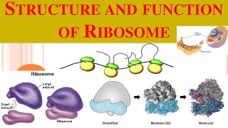 Ribosomes  Ribosome structure  functions of Ribosomes [upl. by Blanding853]