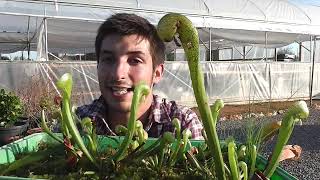 La planta COBRA Darlingtonia californica [upl. by Di]